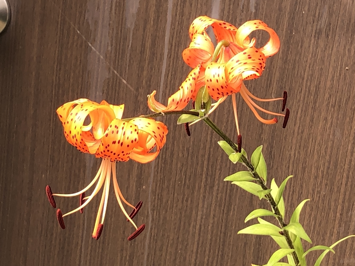 f:id:hideki-sansho:20190726091103j:plain