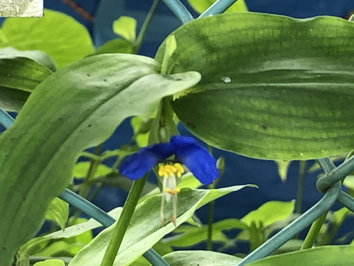 f:id:hideki-sansho:20190728134030j:plain