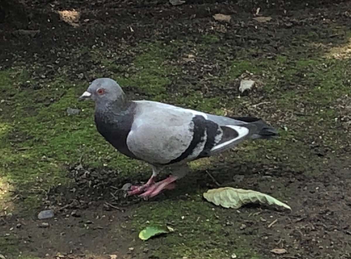 f:id:hideki-sansho:20190728134458j:plain