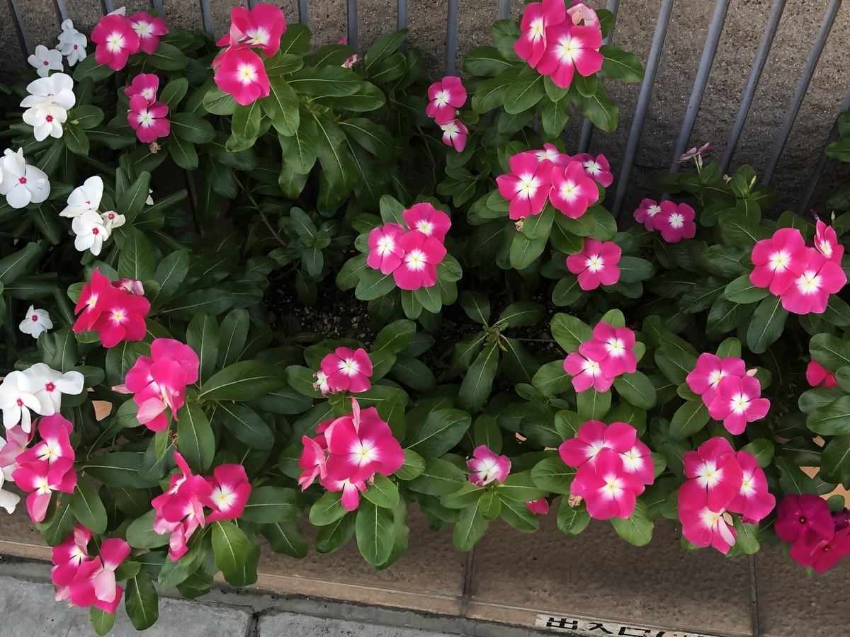 f:id:hideki-sansho:20190729090351j:plain