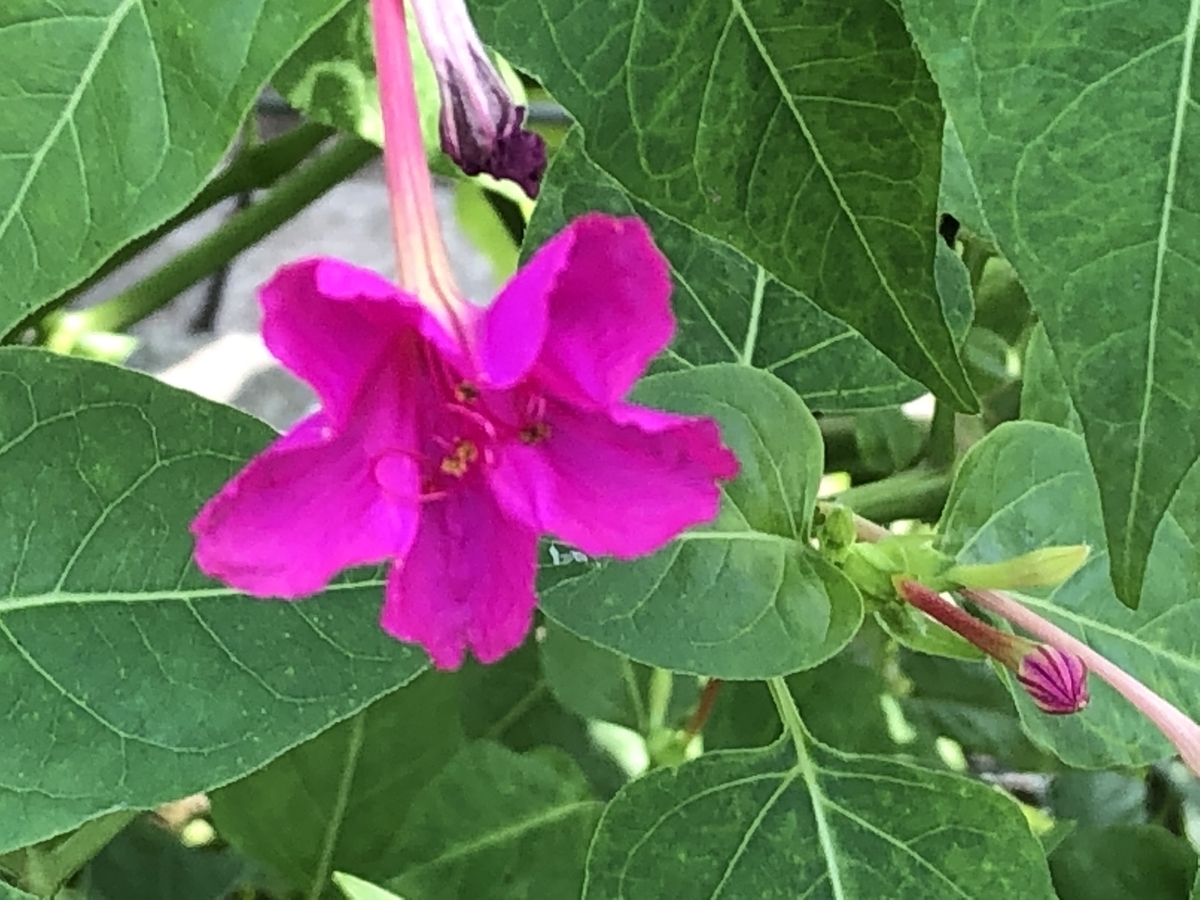 f:id:hideki-sansho:20190730220047j:plain