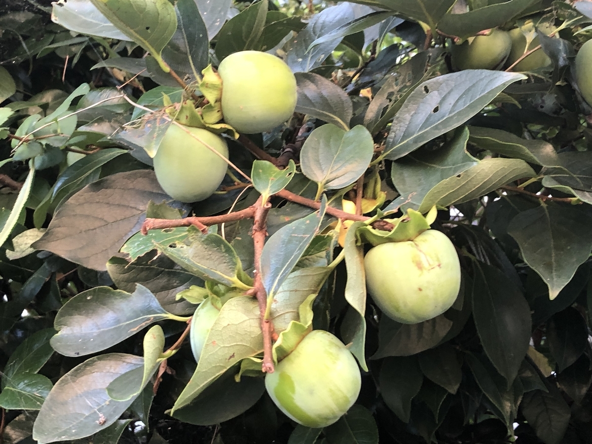 f:id:hideki-sansho:20190809210430j:plain f:id:hideki-sansho:20190809210430j:plain