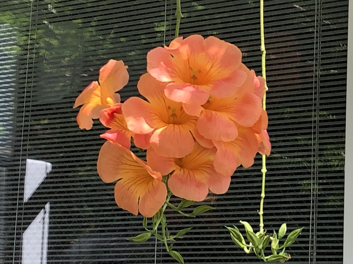 f:id:hideki-sansho:20190811213153j:plain