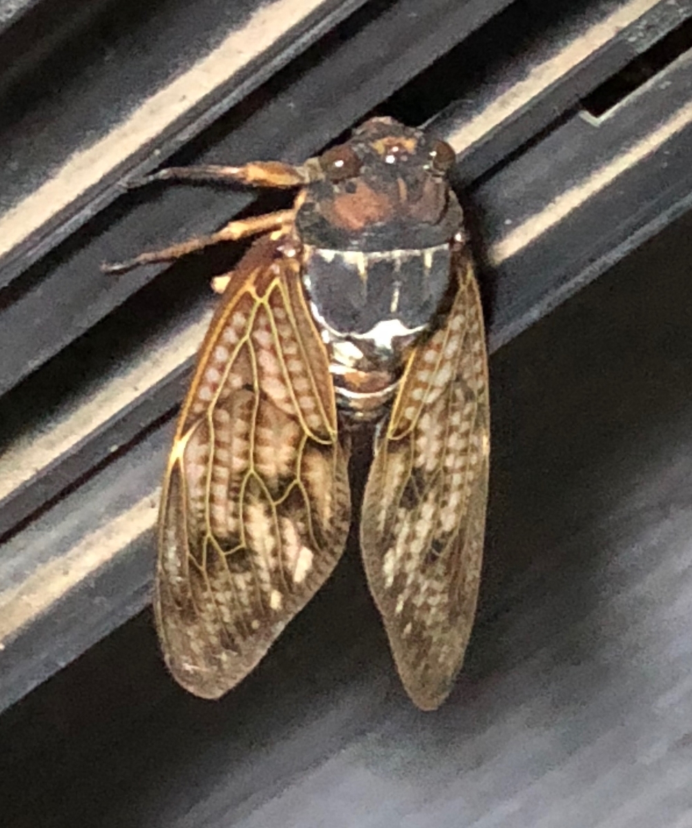 f:id:hideki-sansho:20190824214029j:plain