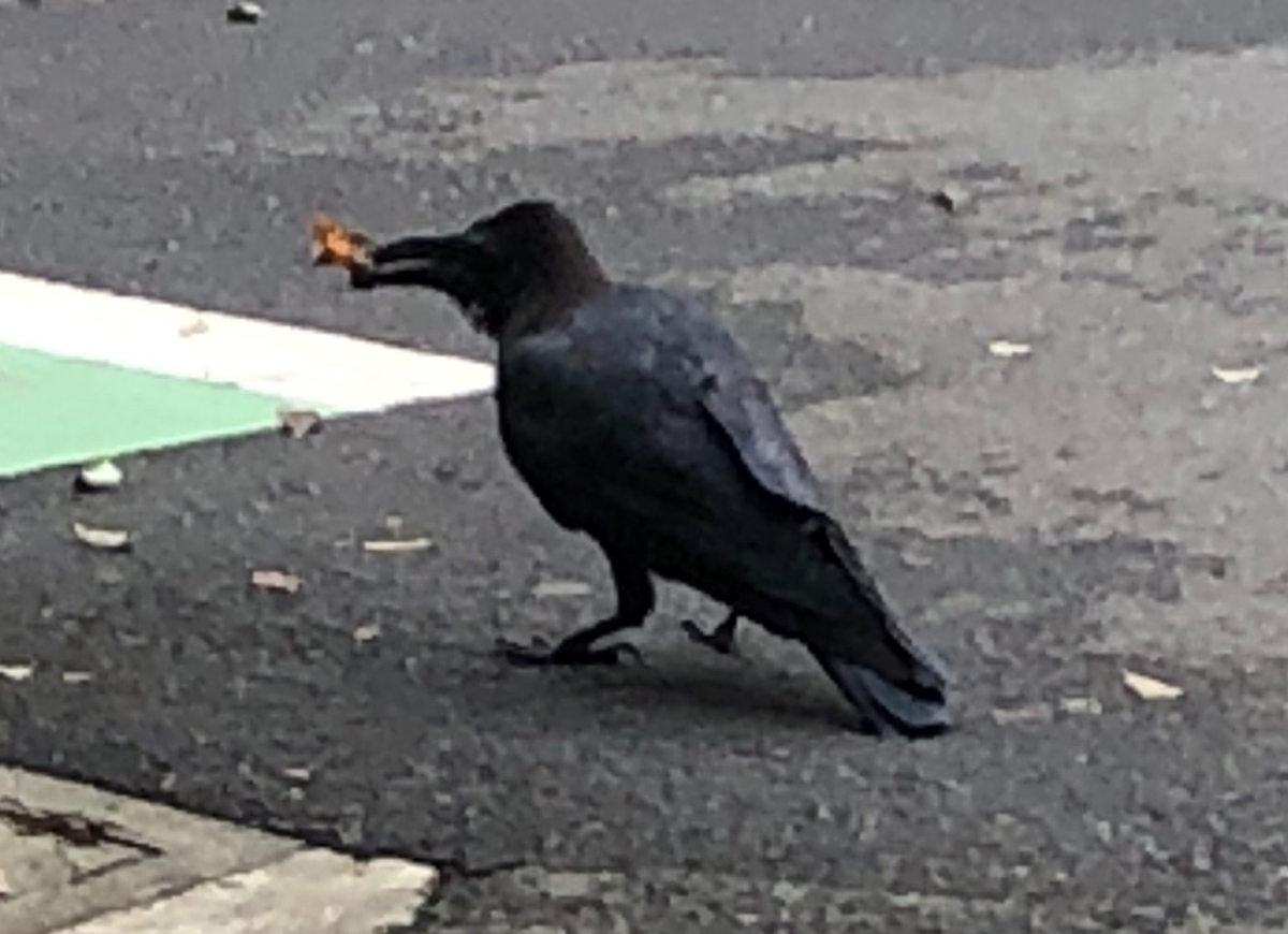 f:id:hideki-sansho:20190826060500j:plain f:id:hideki-sansho:20190826060500j:plain