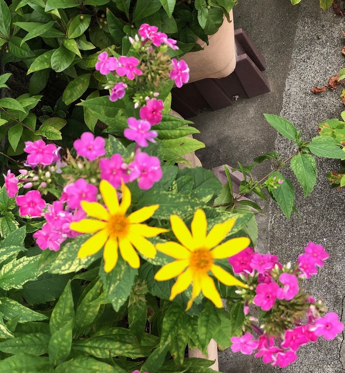f:id:hideki-sansho:20190828211951j:plain