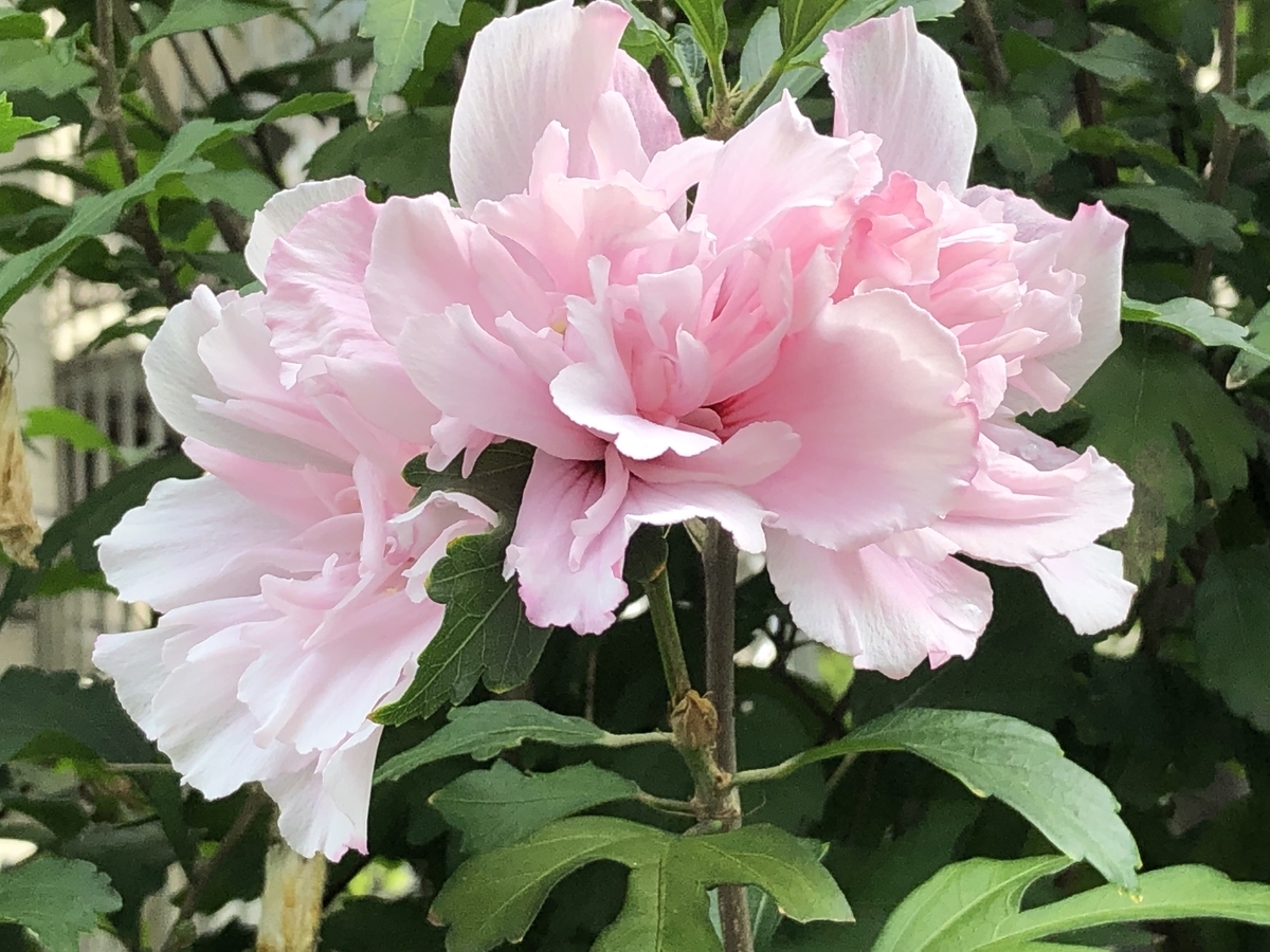 f:id:hideki-sansho:20190829201701j:plain f:id:hideki-sansho:20190829201701j:plain