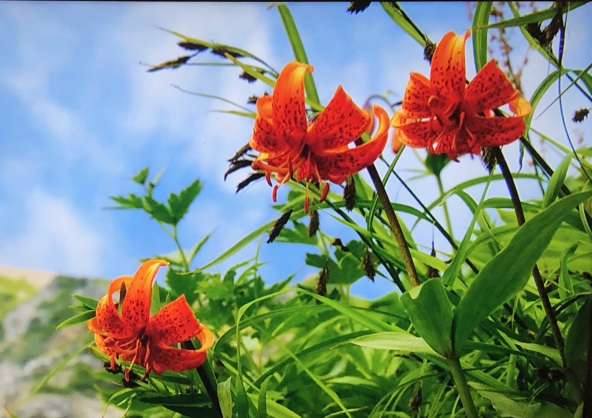 f:id:hideki-sansho:20190904111524j:plain f:id:hideki-sansho:20190904111524j:plain