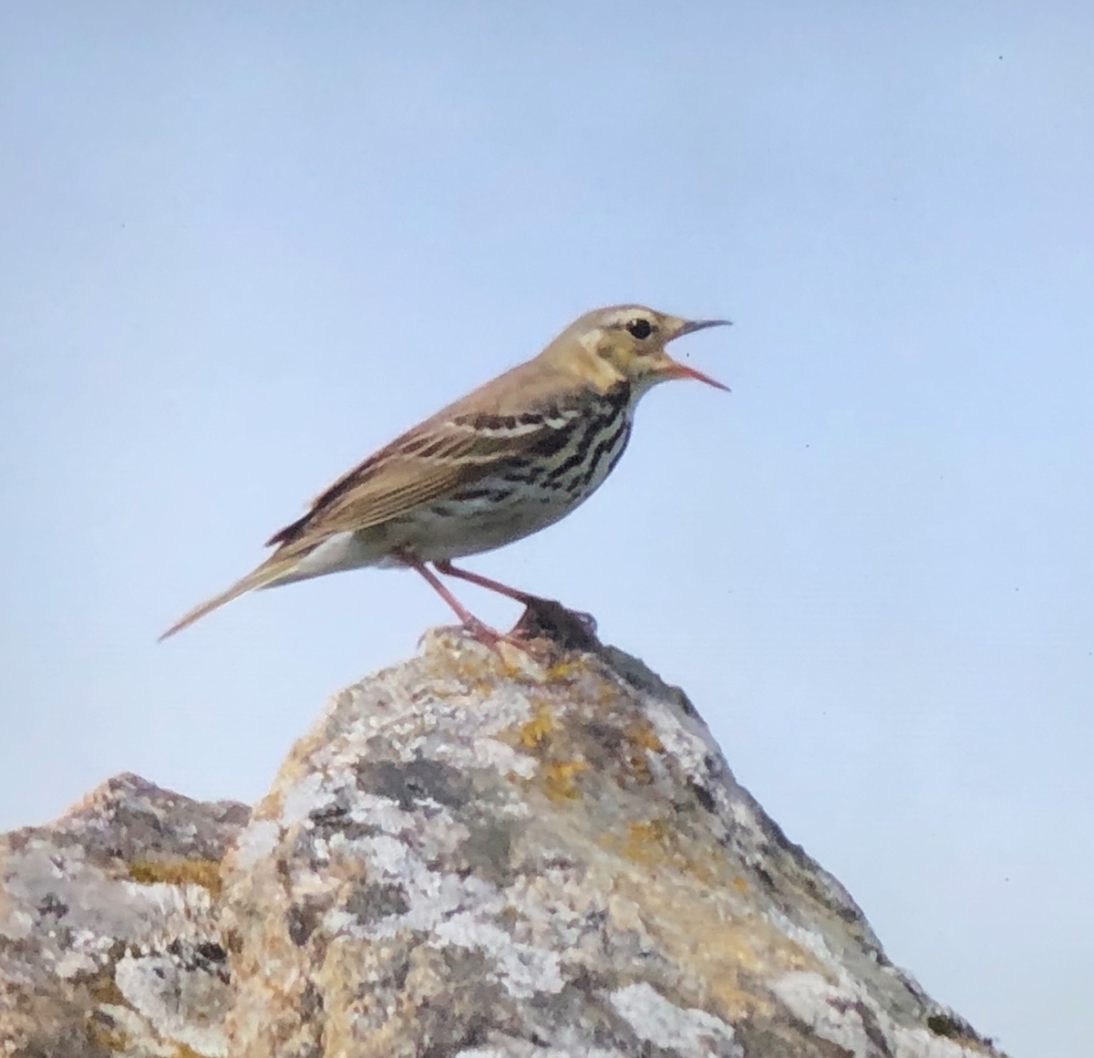 f:id:hideki-sansho:20190904113224j:plain f:id:hideki-sansho:20190904113224j:plain