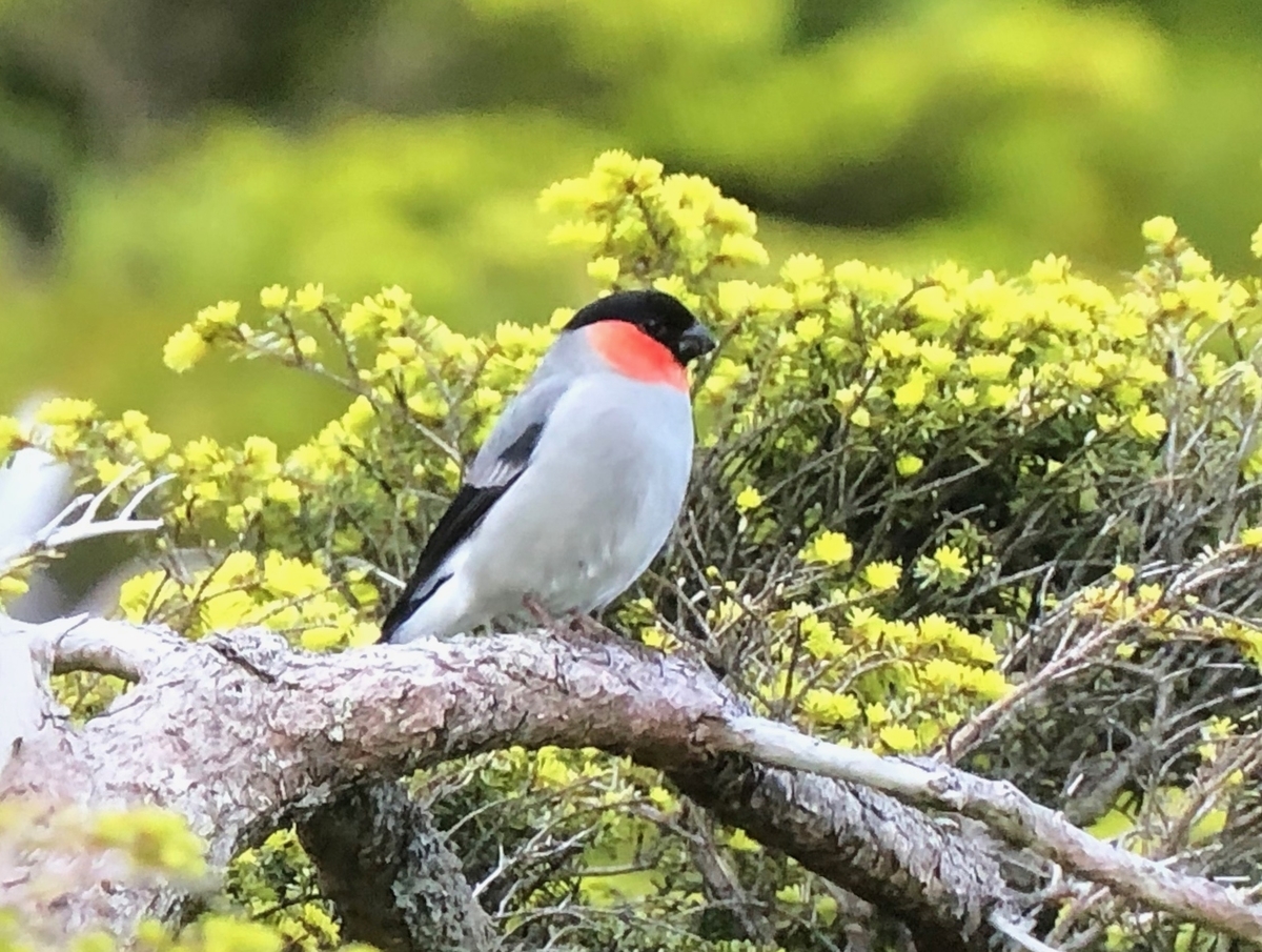 f:id:hideki-sansho:20190904113407j:plain f:id:hideki-sansho:20190904113407j:plain