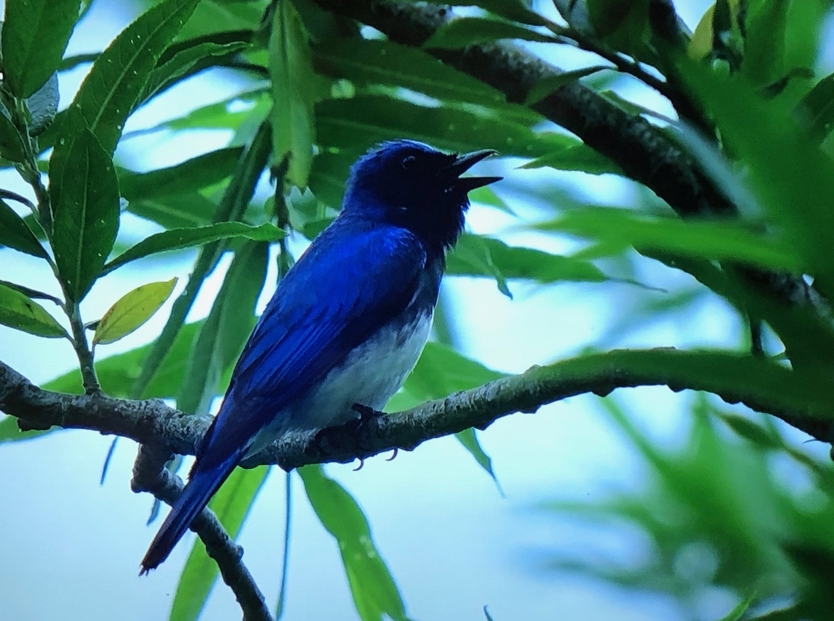 f:id:hideki-sansho:20190904113511j:plain f:id:hideki-sansho:20190904113511j:plain