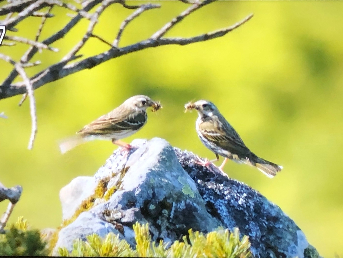 f:id:hideki-sansho:20190904113659j:plain f:id:hideki-sansho:20190904113659j:plain