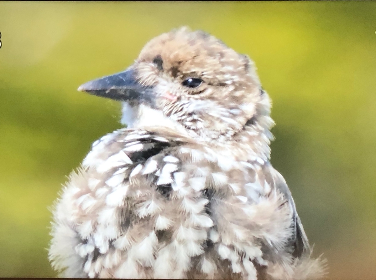 f:id:hideki-sansho:20190904150854j:plain f:id:hideki-sansho:20190904150854j:plain