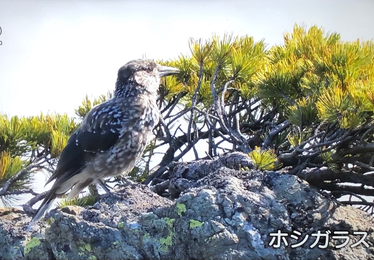 f:id:hideki-sansho:20190904150932j:plain f:id:hideki-sansho:20190904150932j:plain