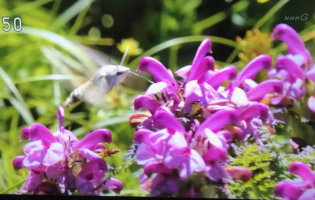 f:id:hideki-sansho:20190904151134j:plain f:id:hideki-sansho:20190904151134j:plain