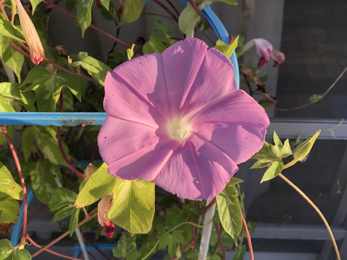 f:id:hideki-sansho:20190910105839j:plain