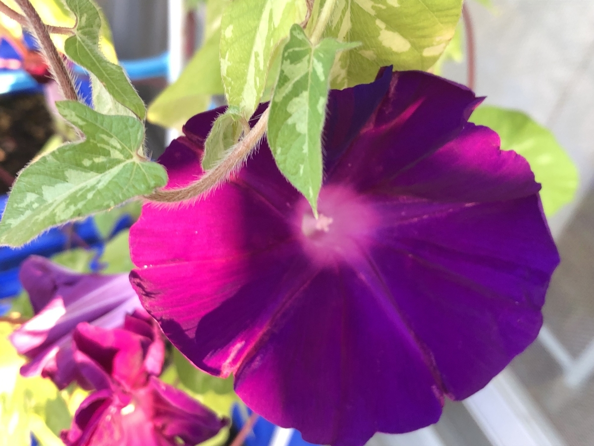 f:id:hideki-sansho:20190911215350j:plain