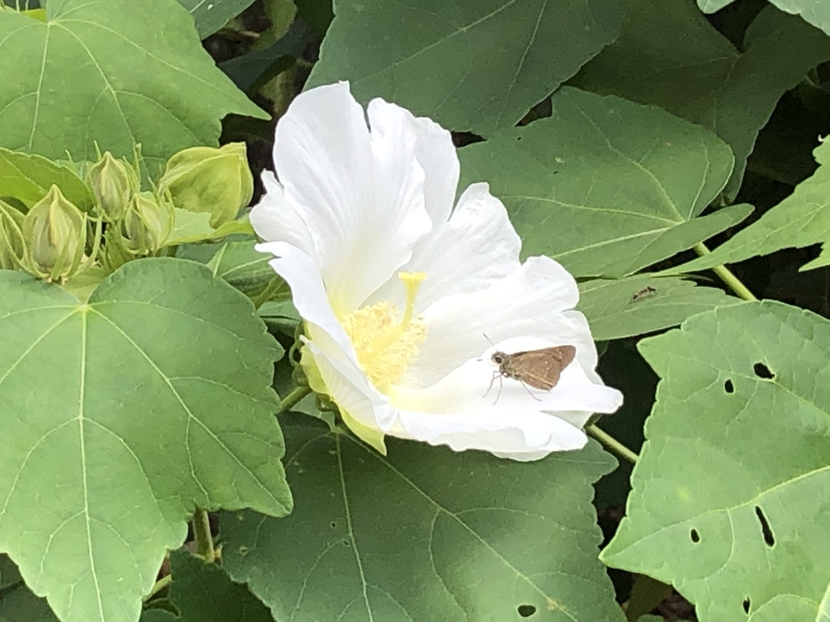 f:id:hideki-sansho:20190920205644j:plain