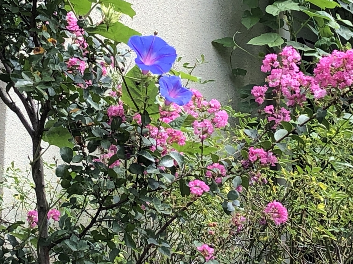f:id:hideki-sansho:20190920205655j:plain