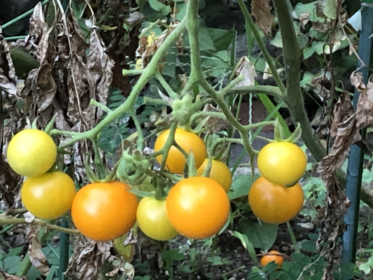 f:id:hideki-sansho:20190923173811j:plain f:id:hideki-sansho:20190923173811j:plain