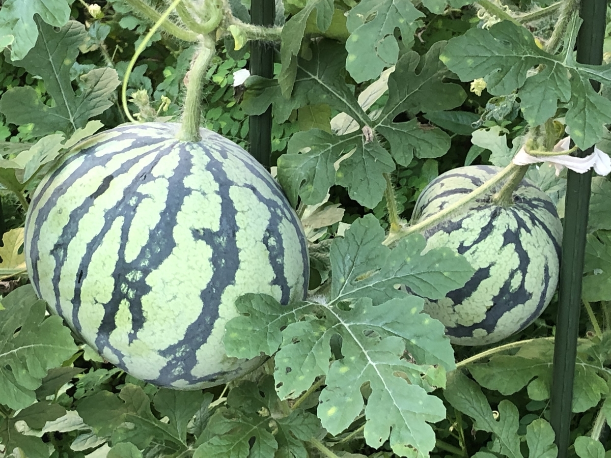 f:id:hideki-sansho:20190923173822j:plain f:id:hideki-sansho:20190923173822j:plain