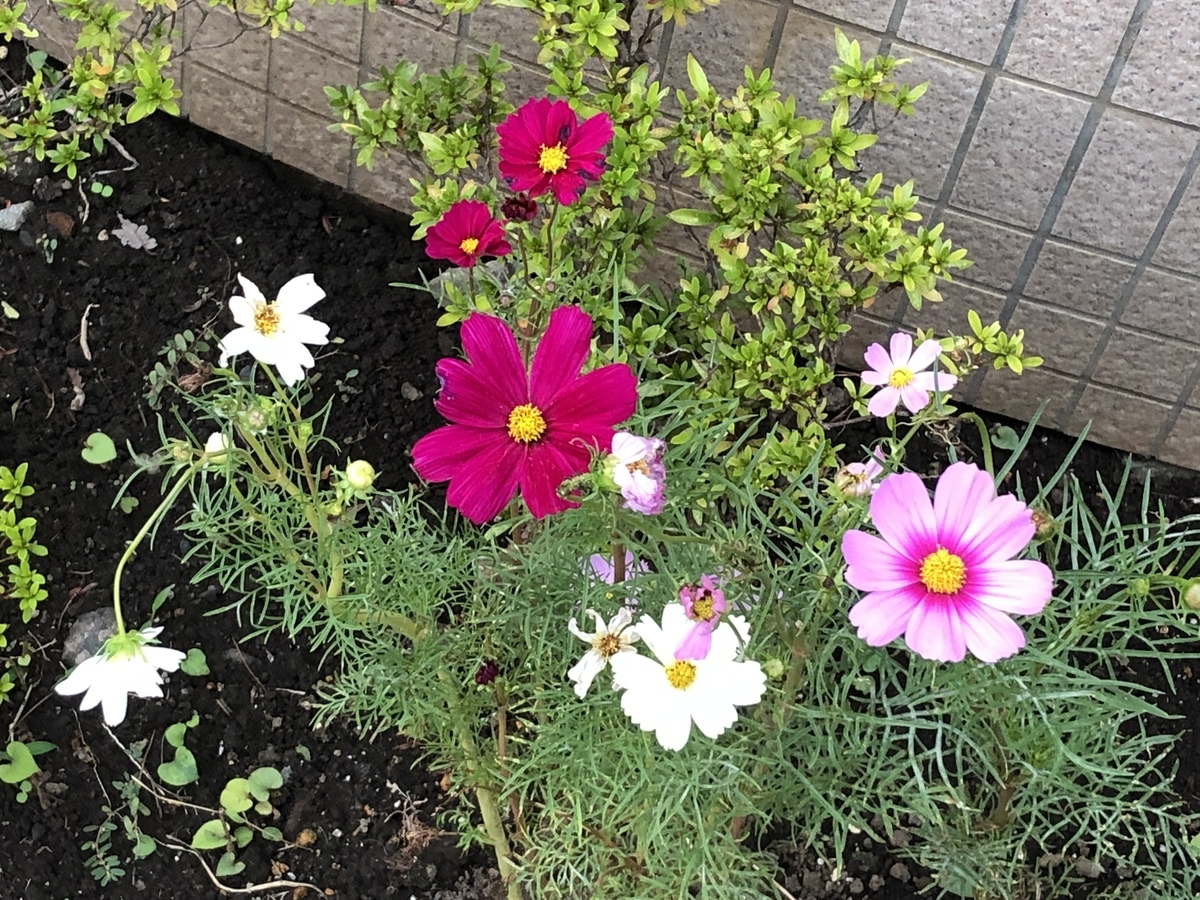 f:id:hideki-sansho:20190928223517j:plain