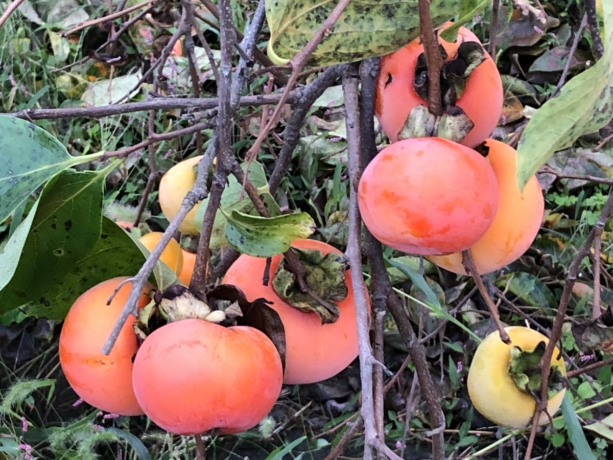 f:id:hideki-sansho:20191006163420j:plain