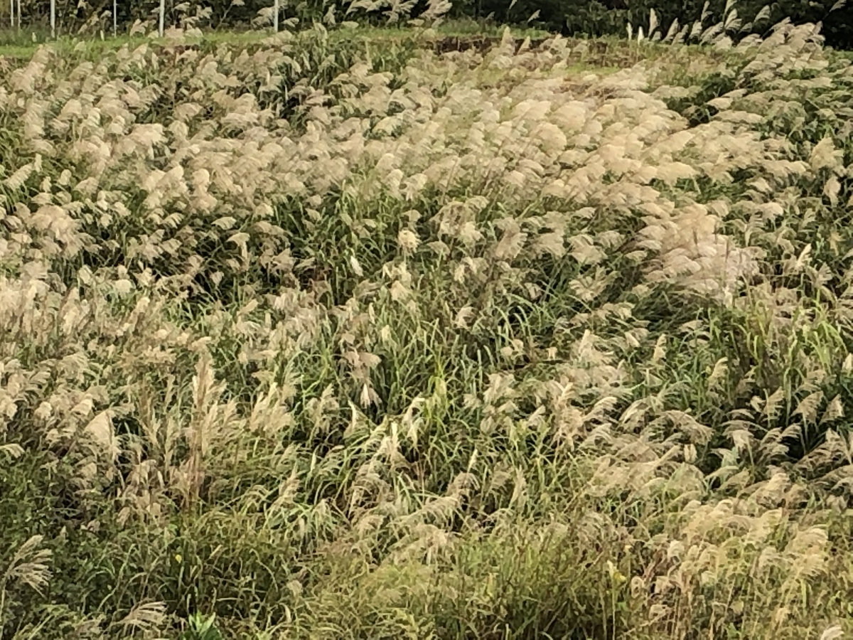 f:id:hideki-sansho:20191006164946j:plain