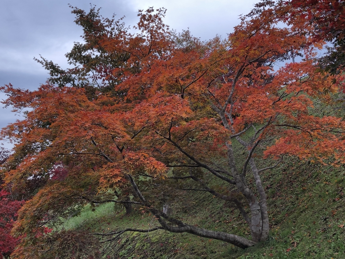 f:id:hideki-sansho:20191031164928j:plain f:id:hideki-sansho:20191031164928j:plain