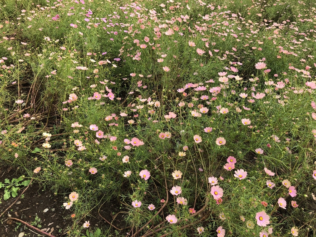 f:id:hideki-sansho:20191104133248j:plain