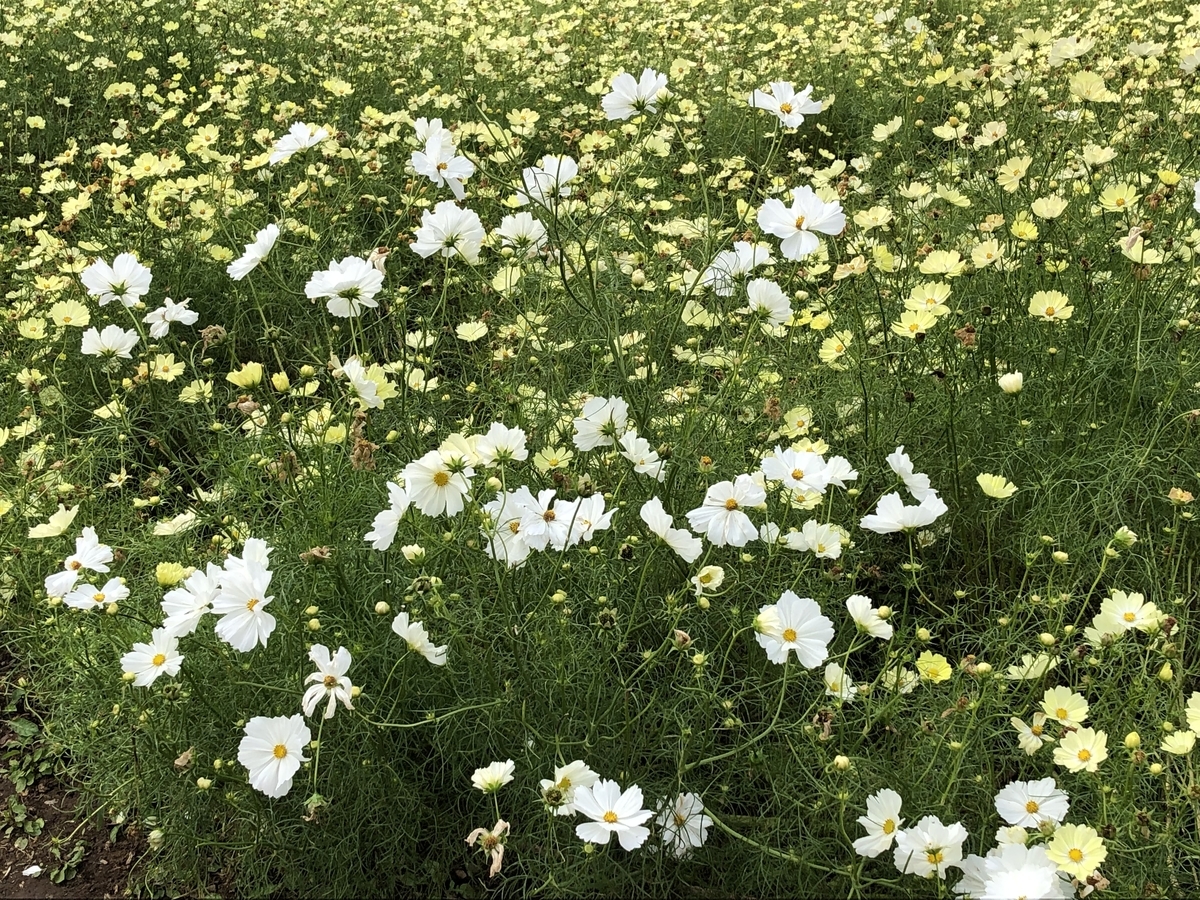 f:id:hideki-sansho:20191104133308j:plain