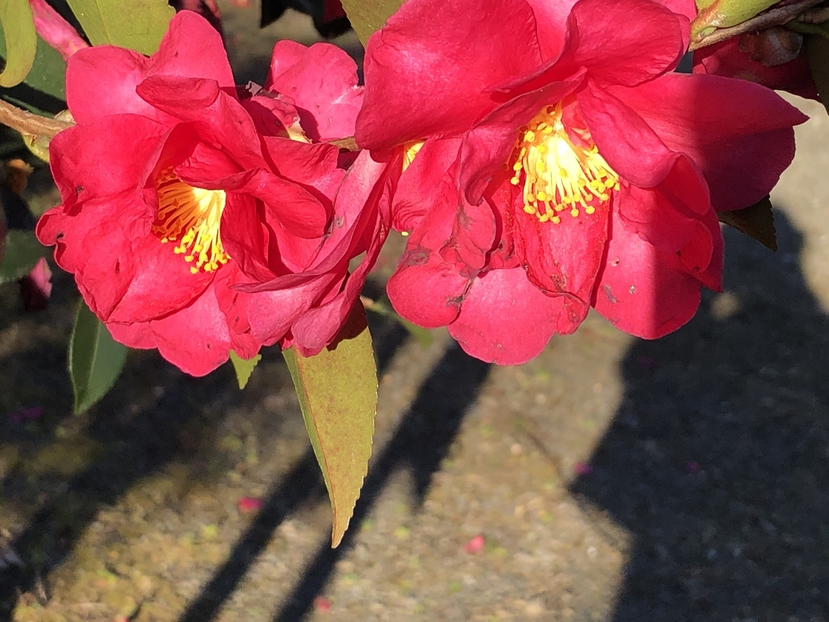 f:id:hideki-sansho:20200127142148j:plain