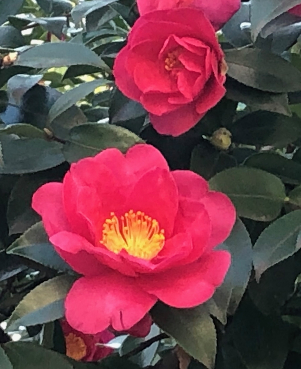 f:id:hideki-sansho:20200205153702j:plain f:id:hideki-sansho:20200205153702j:plain