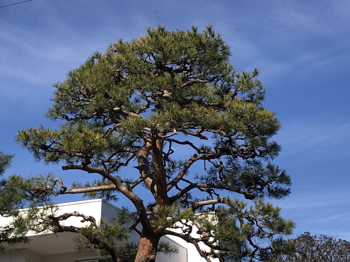 f:id:hideki-sansho:20200205162215j:plain f:id:hideki-sansho:20200205162215j:plain