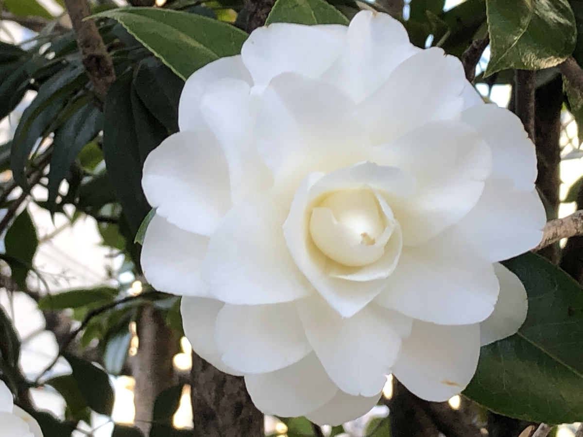 f:id:hideki-sansho:20200216144223j:plain f:id:hideki-sansho:20200216144223j:plain