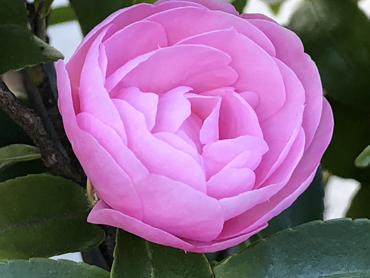 f:id:hideki-sansho:20200216144237j:plain f:id:hideki-sansho:20200216144237j:plain