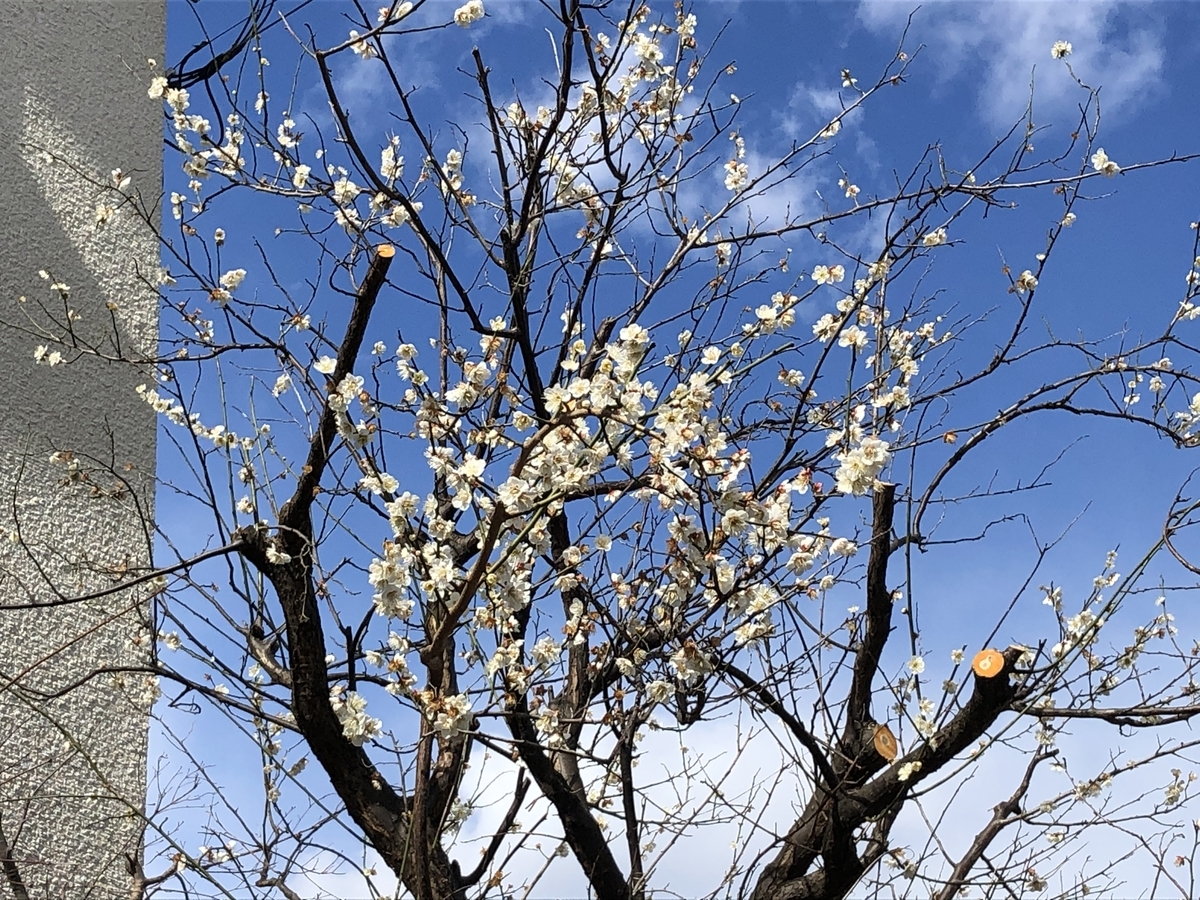 f:id:hideki-sansho:20200220151109j:plain f:id:hideki-sansho:20200220151109j:plain