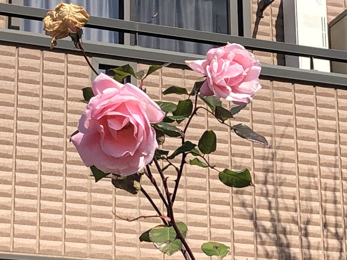 f:id:hideki-sansho:20200220151120j:plain f:id:hideki-sansho:20200220151120j:plain