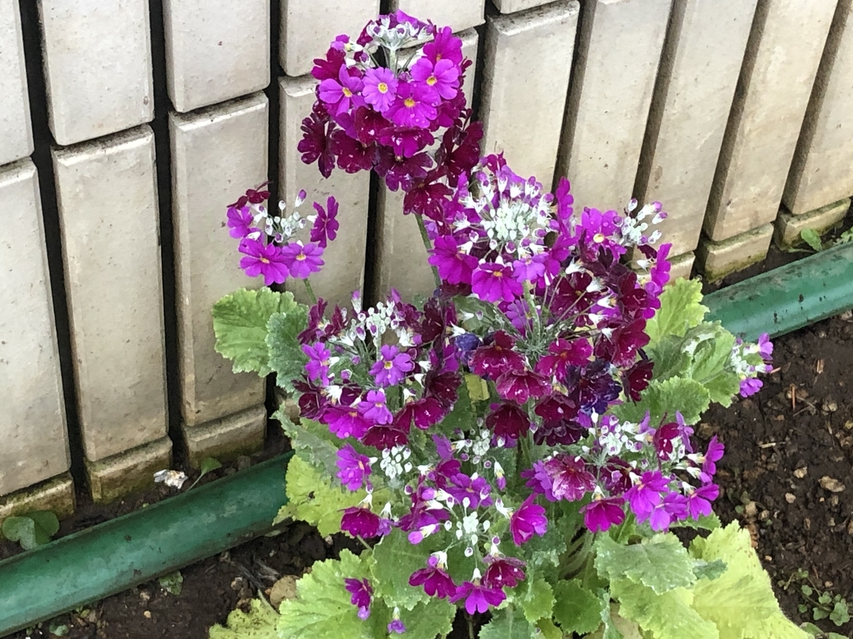 f:id:hideki-sansho:20200220151325j:plain f:id:hideki-sansho:20200220151325j:plain