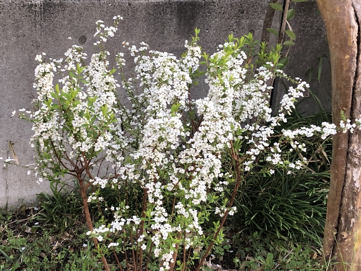 f:id:hideki-sansho:20200312063425j:plain f:id:hideki-sansho:20200312063425j:plain