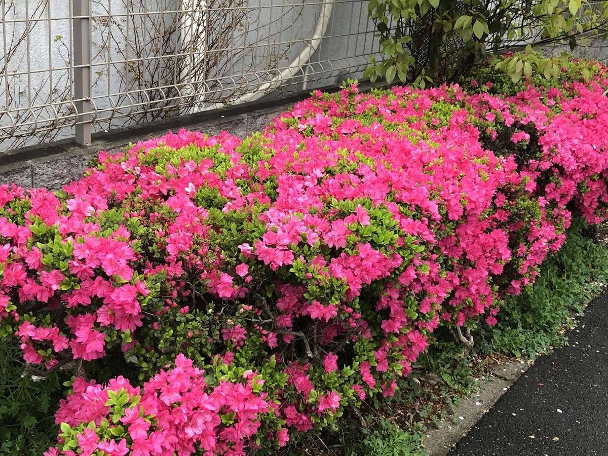 f:id:hideki-sansho:20200401190354j:plain f:id:hideki-sansho:20200401190354j:plain
