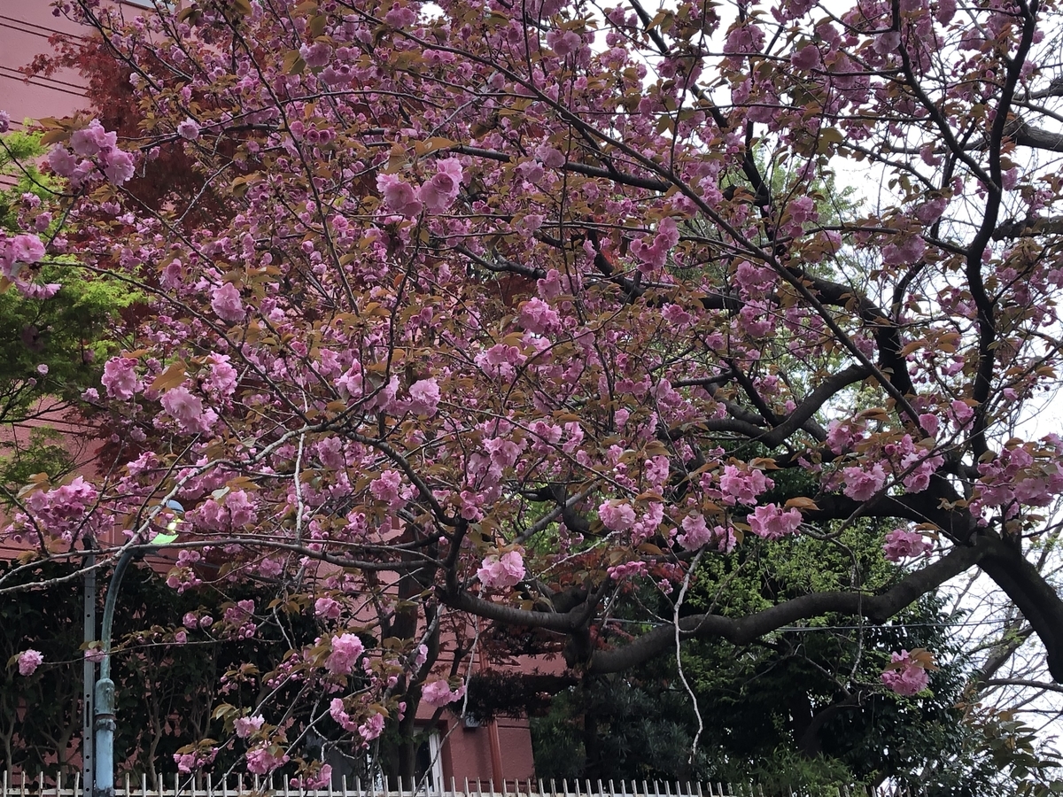 f:id:hideki-sansho:20200418195555j:plain f:id:hideki-sansho:20200418195555j:plain