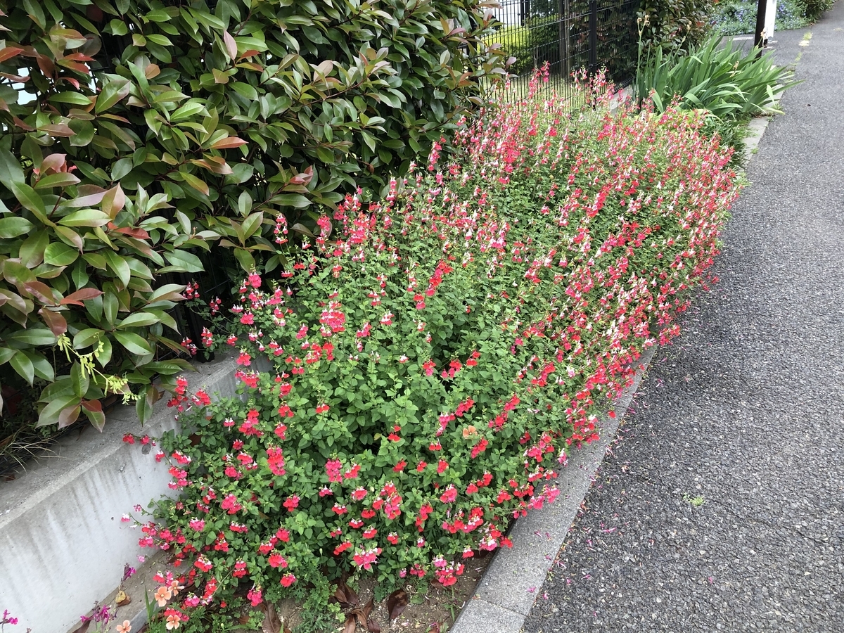 f:id:hideki-sansho:20200512114810j:plain f:id:hideki-sansho:20200512114810j:plain