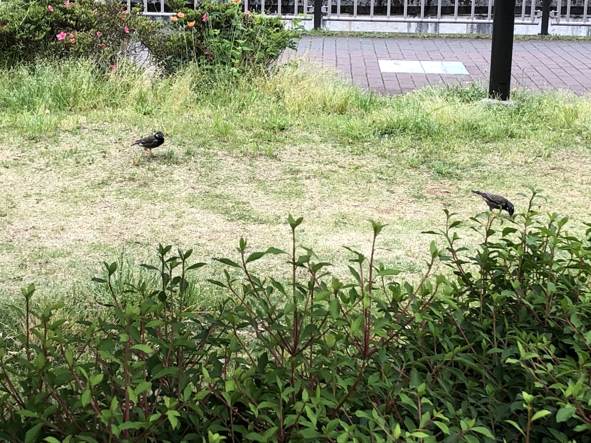 f:id:hideki-sansho:20200512115301j:plain f:id:hideki-sansho:20200512115301j:plain