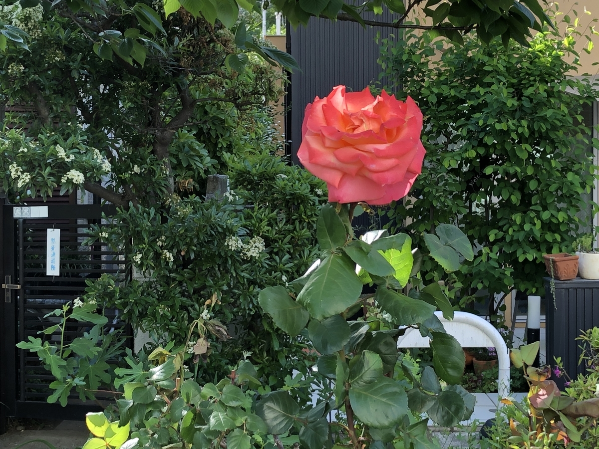 f:id:hideki-sansho:20200515154145j:plain f:id:hideki-sansho:20200515154145j:plain