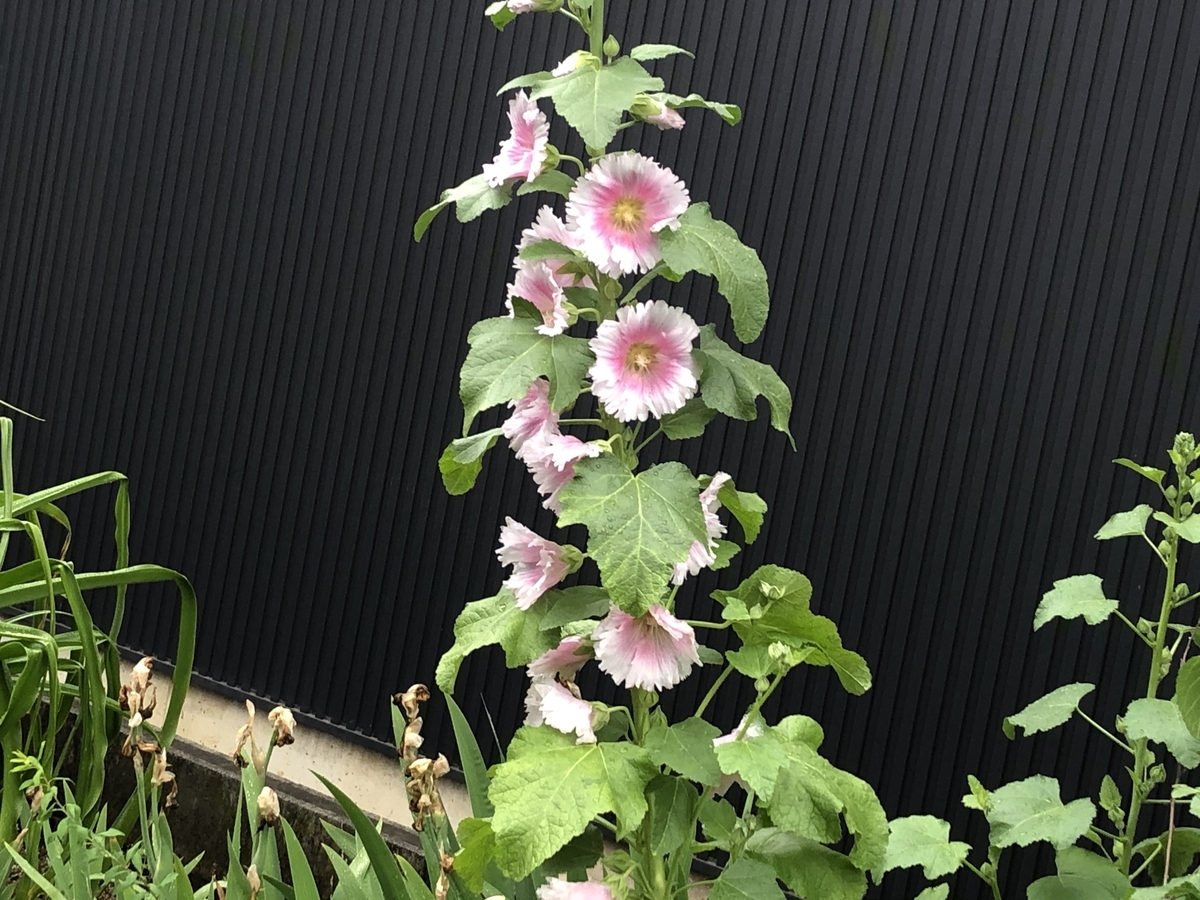 f:id:hideki-sansho:20200521114805j:plain f:id:hideki-sansho:20200521114805j:plain