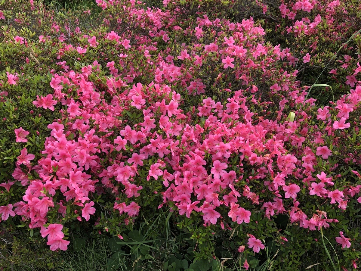 f:id:hideki-sansho:20200525131351j:plain f:id:hideki-sansho:20200525131351j:plain