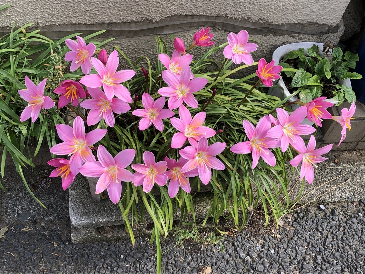 f:id:hideki-sansho:20200526193232j:plain f:id:hideki-sansho:20200526193232j:plain