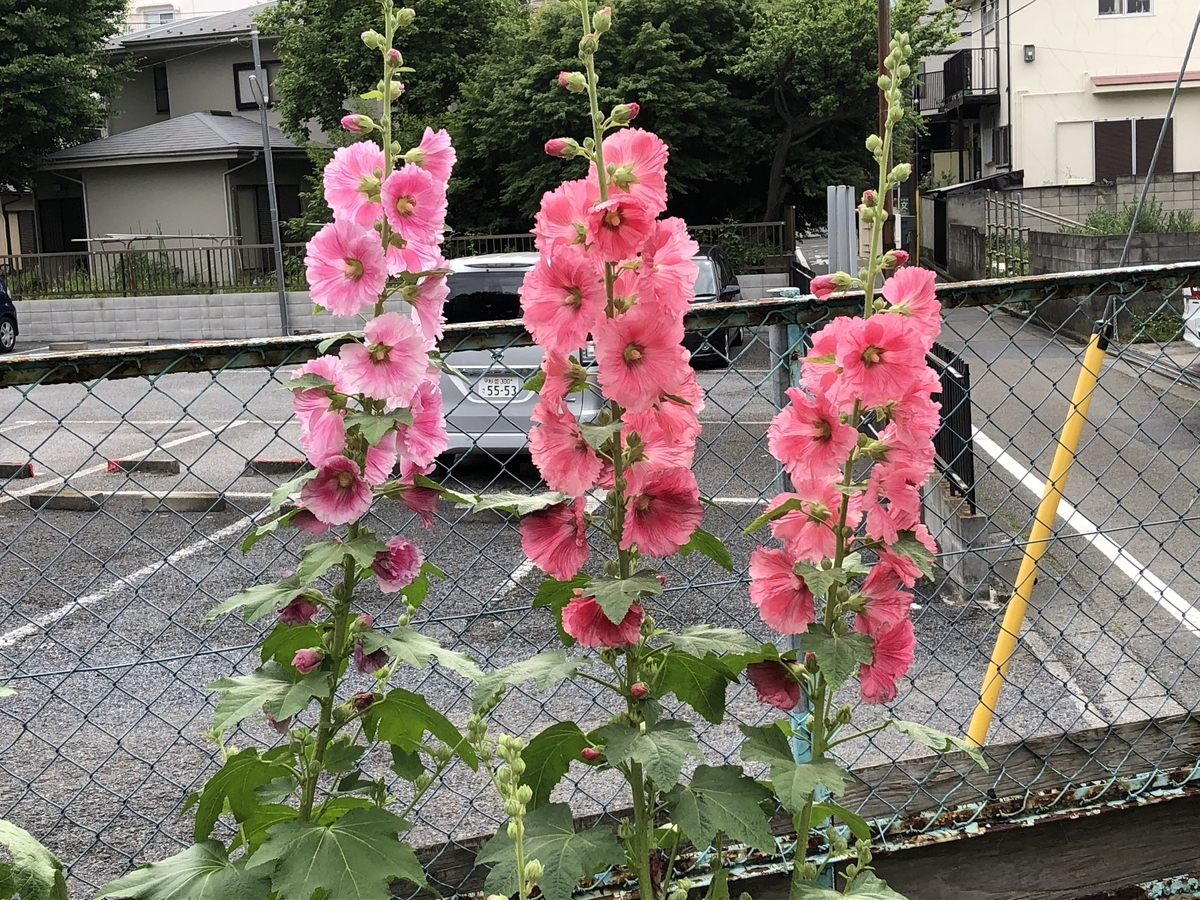 f:id:hideki-sansho:20200528171434j:plain f:id:hideki-sansho:20200528171434j:plain