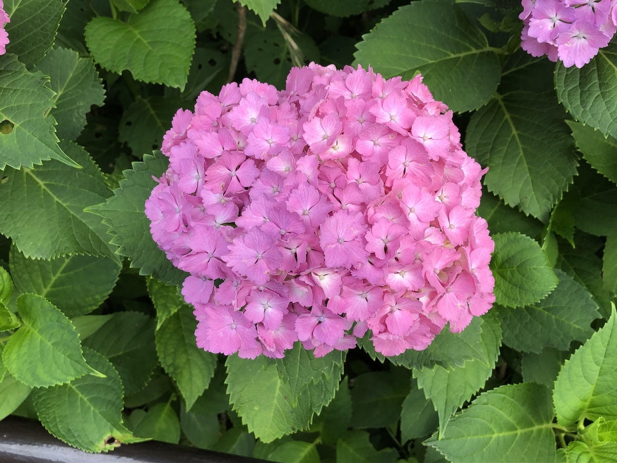 f:id:hideki-sansho:20200605165750j:plain f:id:hideki-sansho:20200605165750j:plain